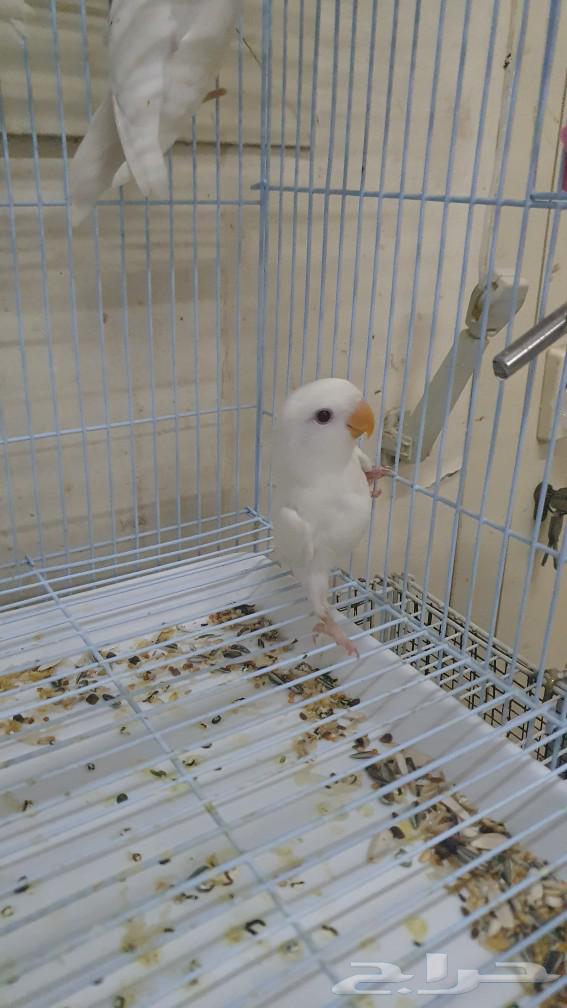 Red-eyed white cockatoo birds, red-eyed chicks, daily parrot production63272041032963114