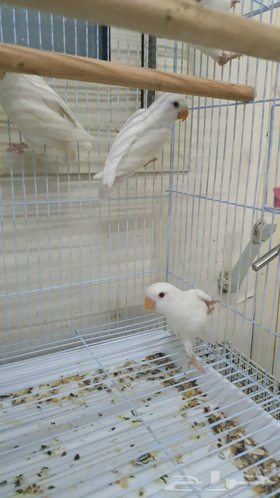 Red-eyed white cockatoo birds, red-eyed chicks, daily parrot production63272041032963111