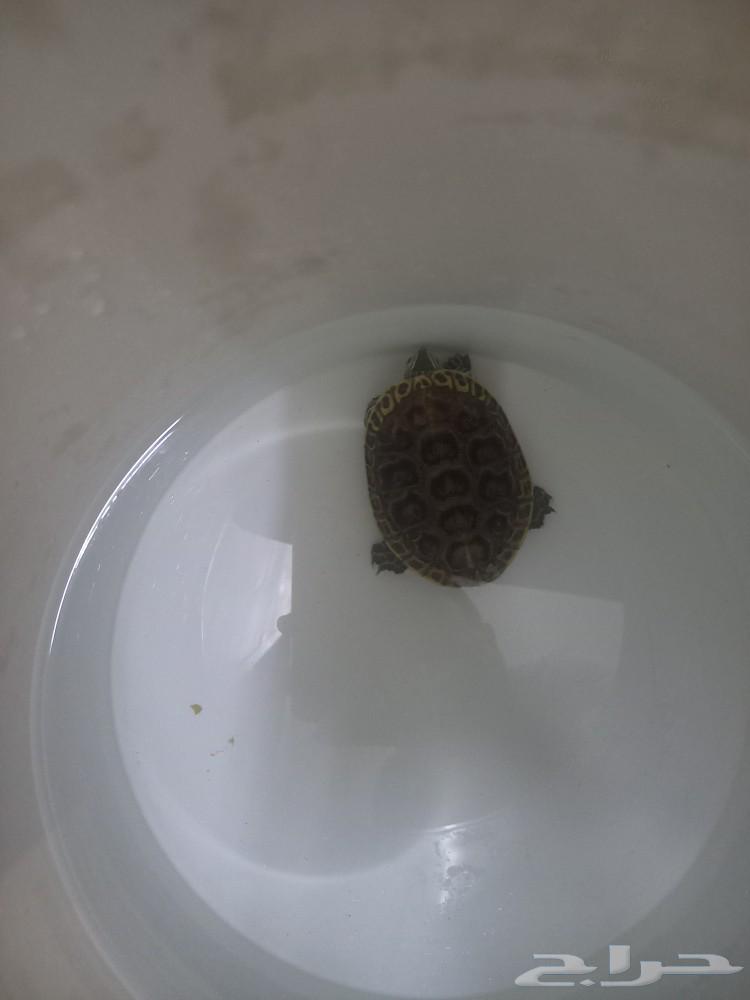 Turtle for sale63271613237505111
