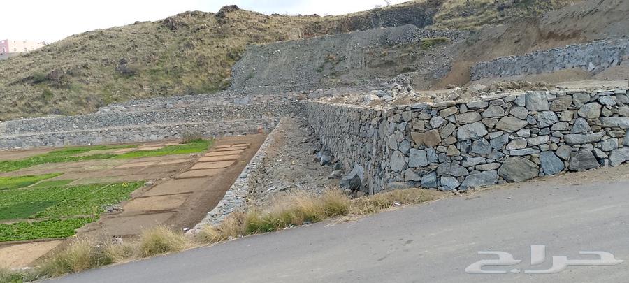 Stone Teacher63007300966147113