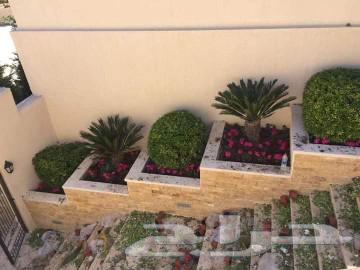 Pruning and pollination of palm trees63007301573635114