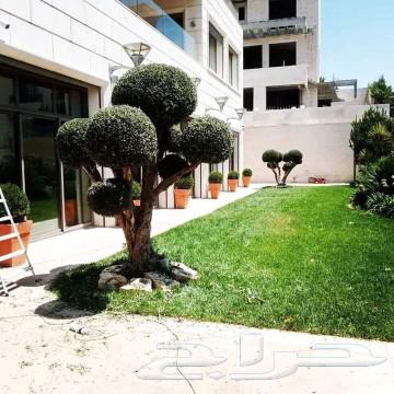 Pruning and pollination of palm trees63007301573635113