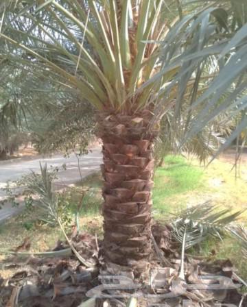 Palm Art63617267510017114
