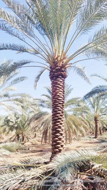 Pruning and pollination of palm trees63007301573635112
