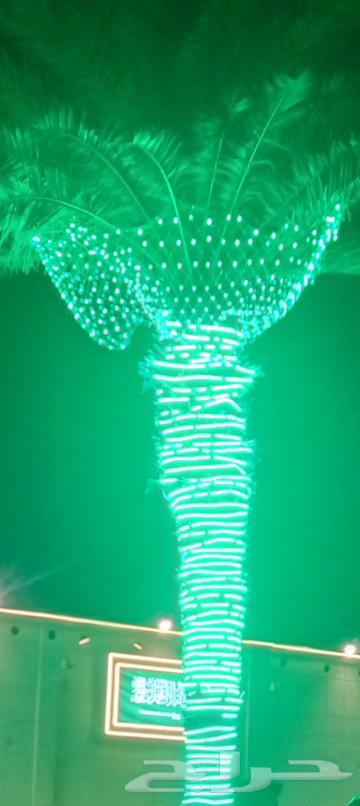 Palm Art63617267510017113