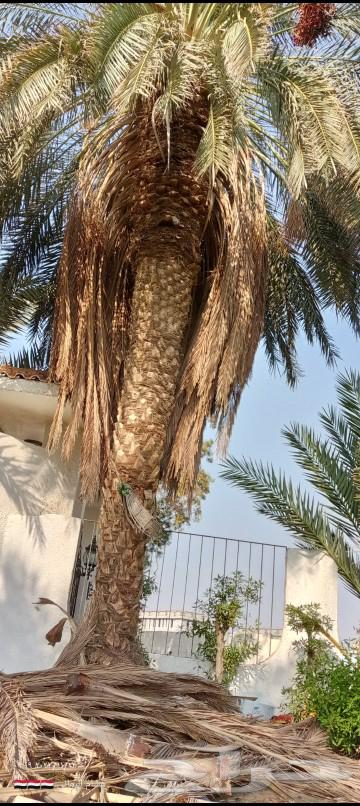 Palm Art63617267510017112