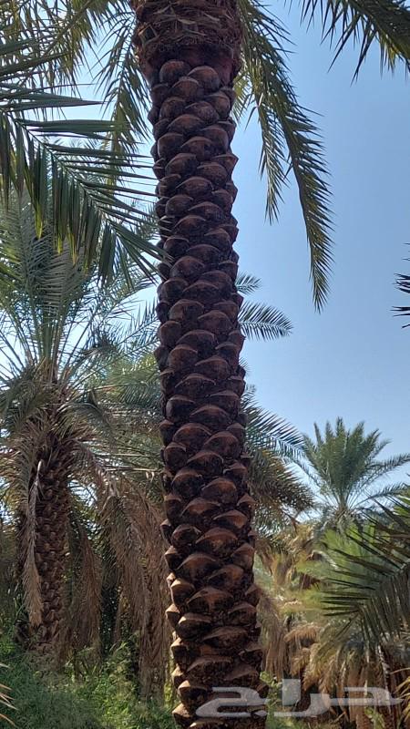 Pruning and pollination of palm trees63007301573635111