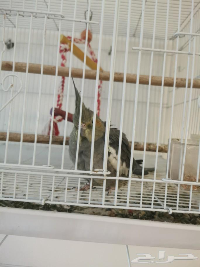 Budgies and Canaries63617268636802111
