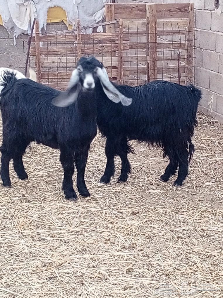 Goat with good symptoms63617269312771113