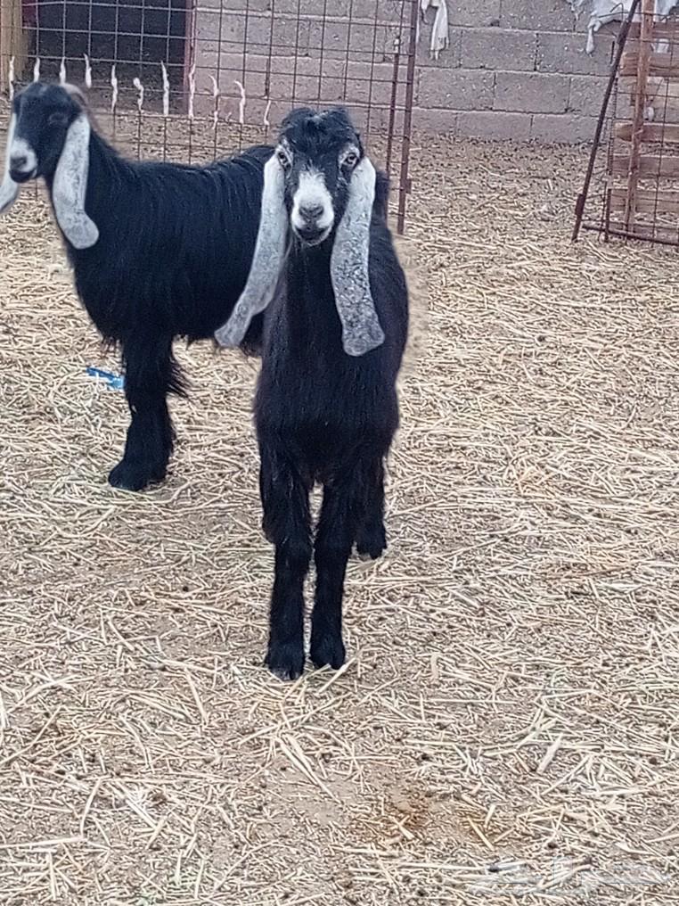 Goat with good symptoms63617269312771114