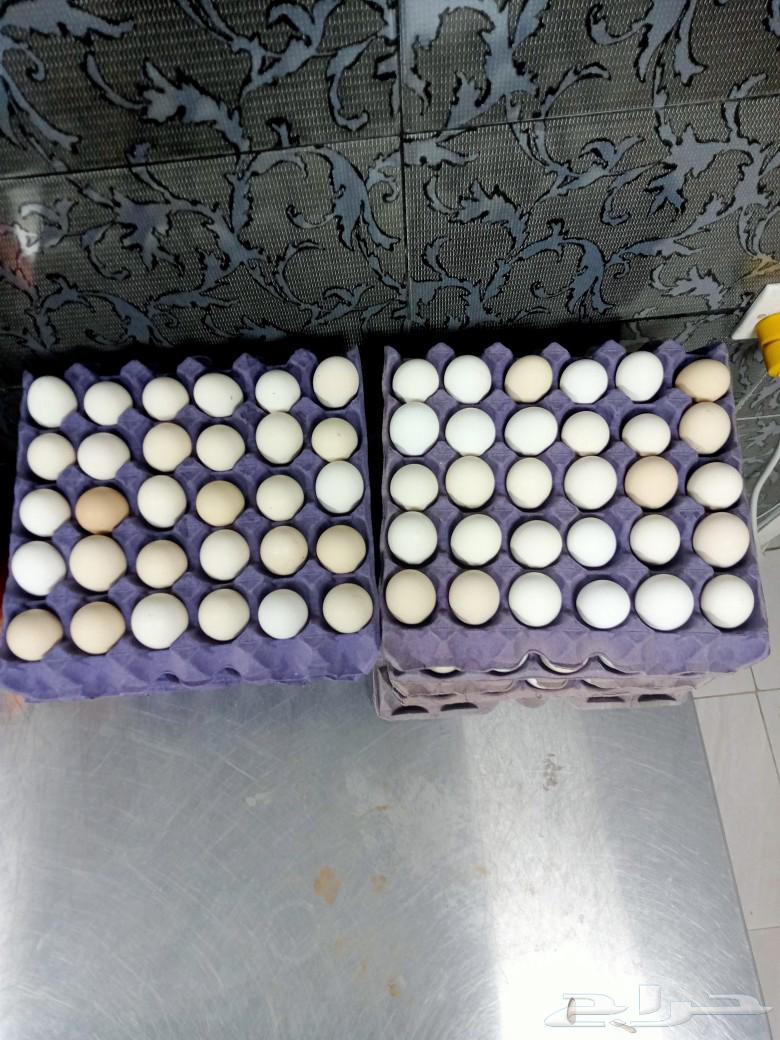 بيض بلدي طازج63266272015106111
