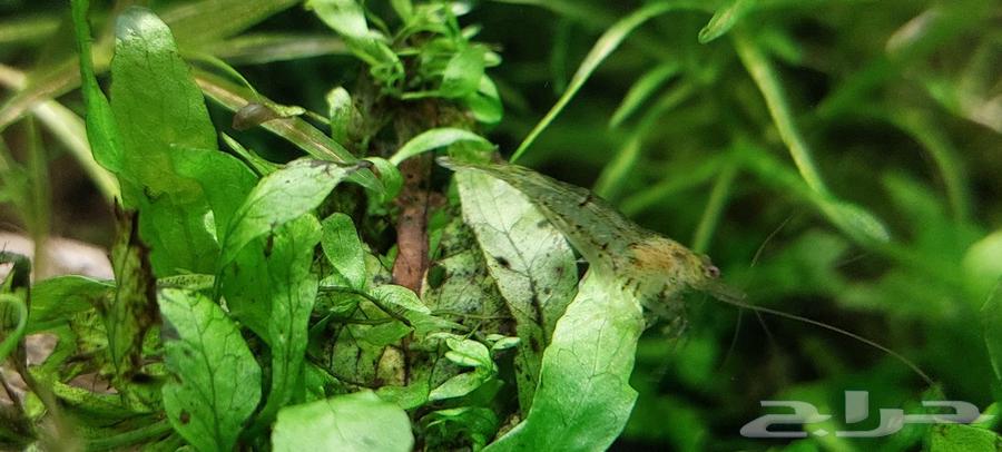 Shrimp, fish, and angel for sale63265320990338114