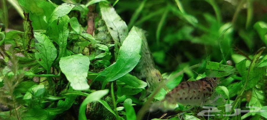 Shrimp, fish, and angel for sale63265320990338112