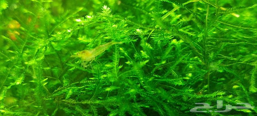 Shrimp, fish, and angel for sale63265320990338111