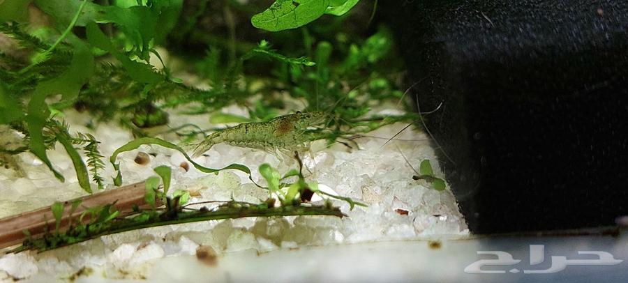 Shrimp, fish, and angel for sale63265320990338116