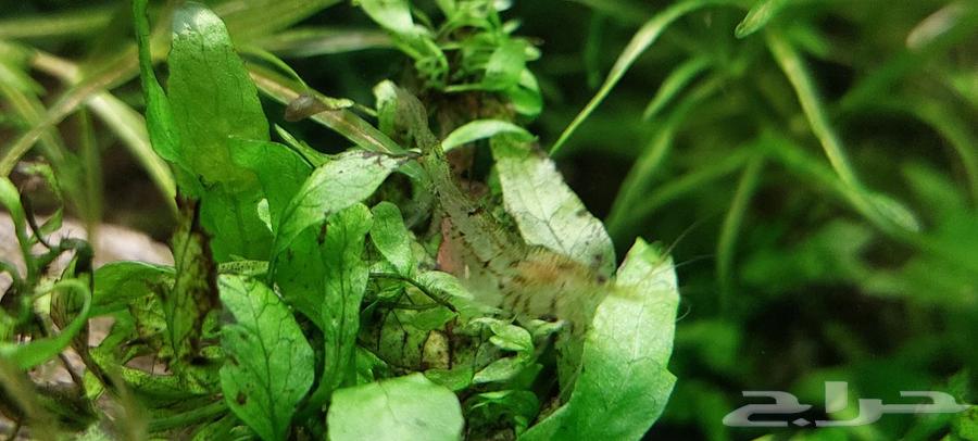 Shrimp, fish, and angel for sale63265320990338113