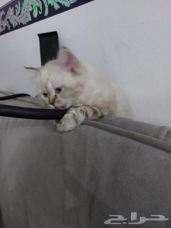 A small Himalayan kitten63263168812291111