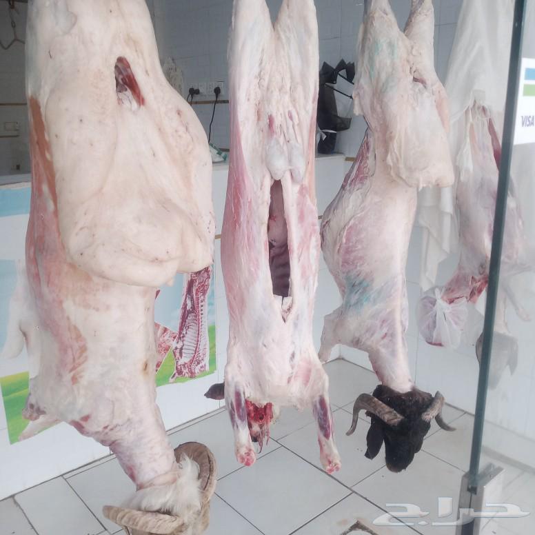 عرض 50ريال حاشى لبان نعيمى نجدى حارى تيوس خروف كامل1000ريال63264804876803111