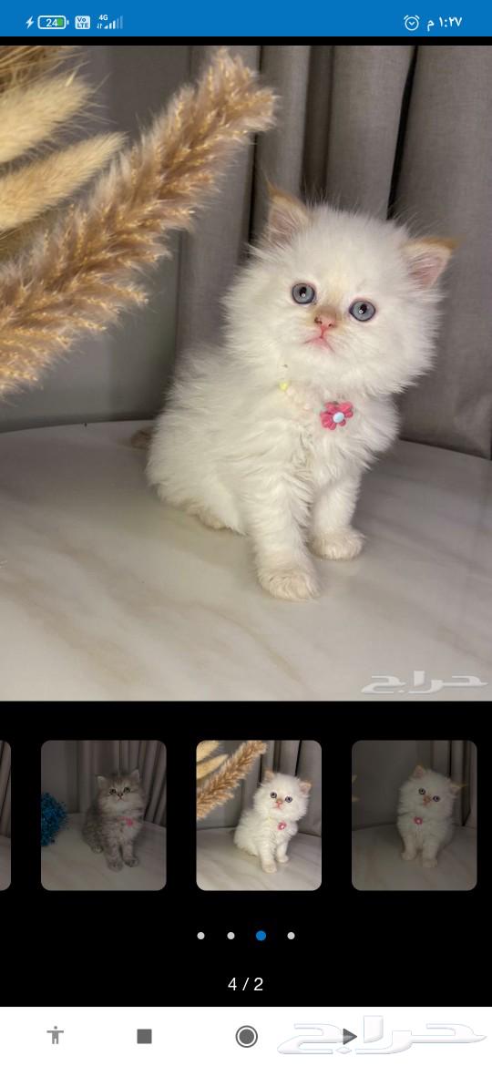 Excellent price for cat hair salon, inquiry on WhatsApp63007452116737111