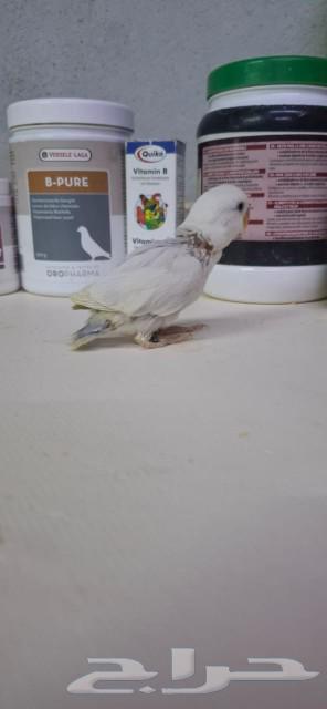 Faroq bought a colorful parrot.63007541889665113