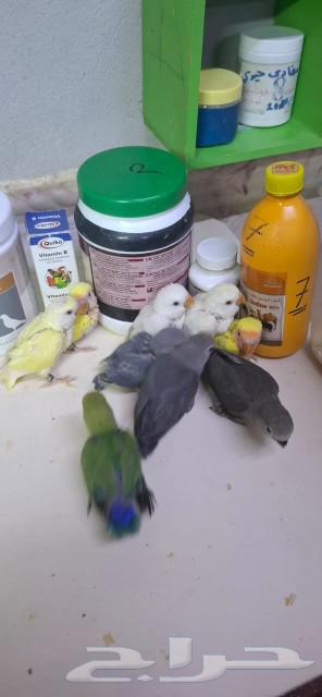 Faroq bought a colorful parrot.63007541889665112