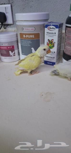 Faroq bought a colorful parrot.63007541889665114