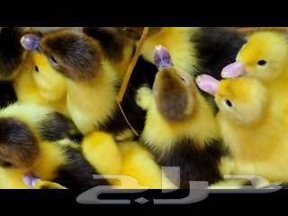 Ducklings63260997203457110