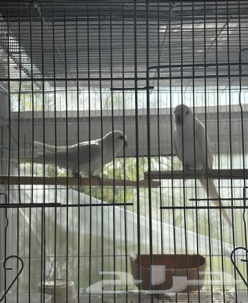 Quaker's albino pair has been sold63258353899906110