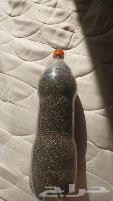 Lettuce seeds632723819376651128