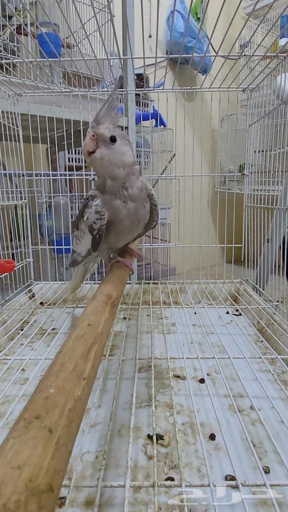 للبيع فرخ كروان63260988604291115