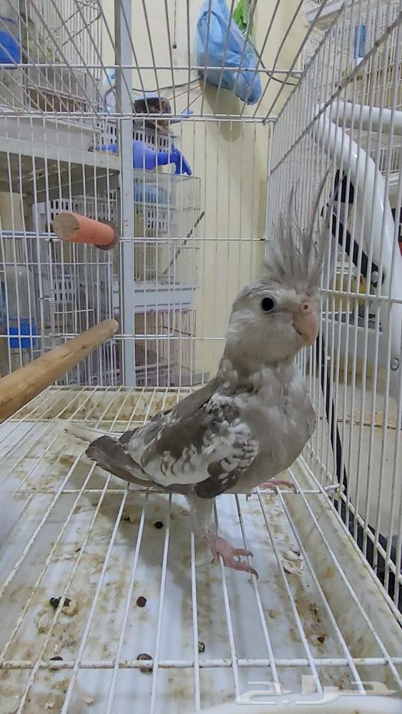 للبيع فرخ كروان63260988604291111