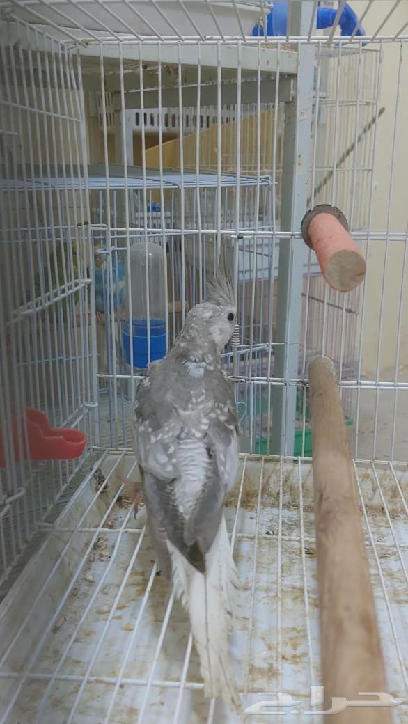 للبيع فرخ كروان63260988604291114