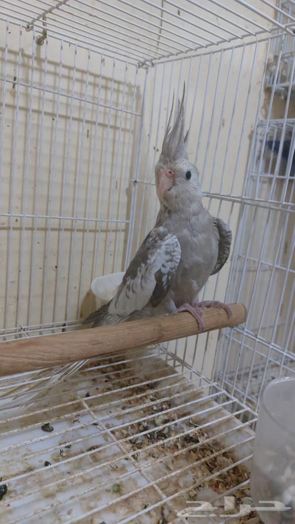 للبيع فرخ كروان63260988604291113