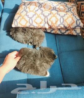 Small Pomeranian dogs for sale63317009517954113