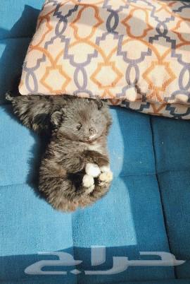 Small Pomeranian dogs for sale63317009517954111