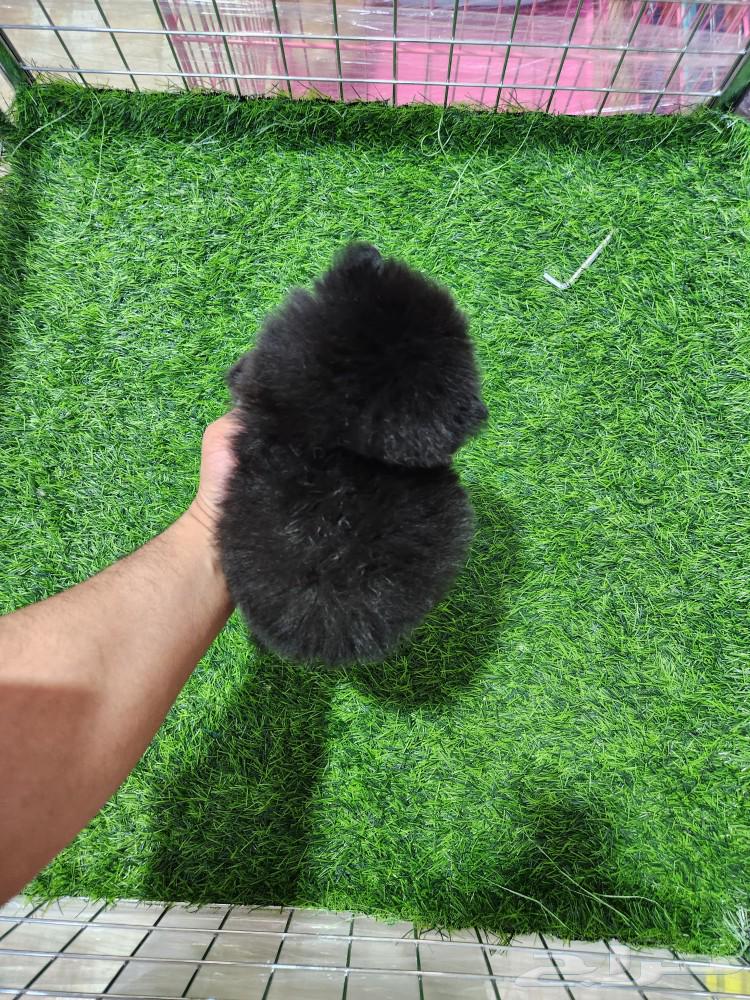 Small Pomeranian dogs for sale63317009517954112