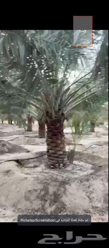 700 Date Palms of Ikhlas, wholesale sale from farm at high quality63257858402178113
