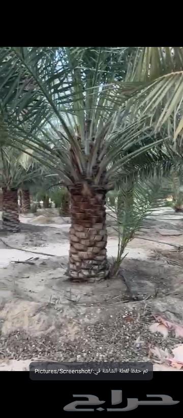 700 Date Palms of Ikhlas, wholesale sale from farm at high quality63257858402178112