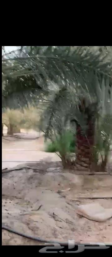 700 Date Palms of Ikhlas, wholesale sale from farm at high quality63257858402178111