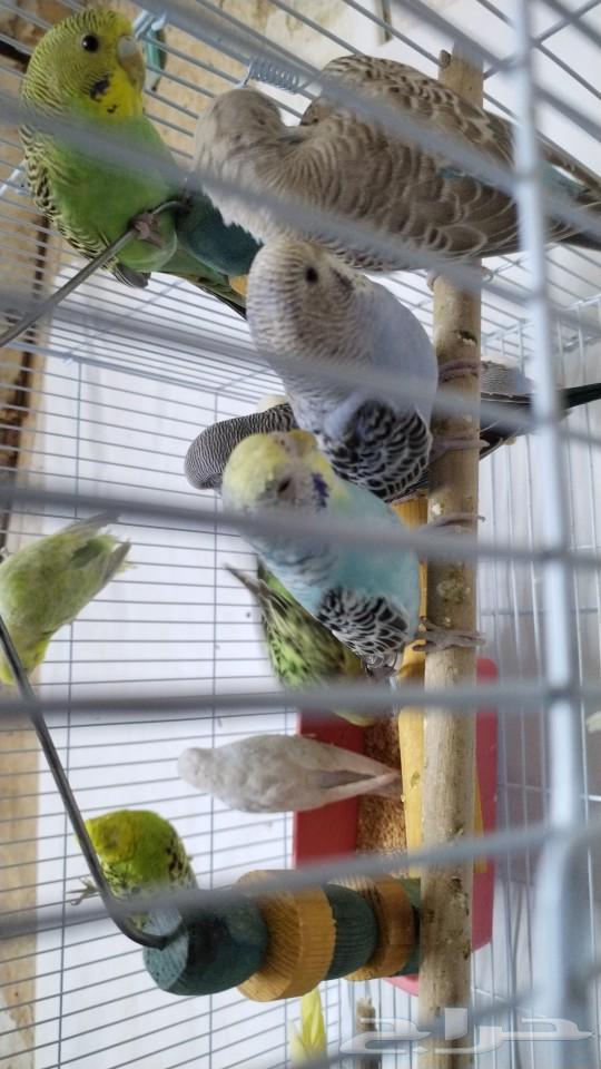 Lovebirds for sale, sold63256823857155113