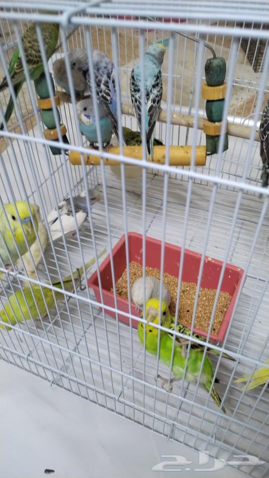 Lovebirds for sale, sold63256823857155111