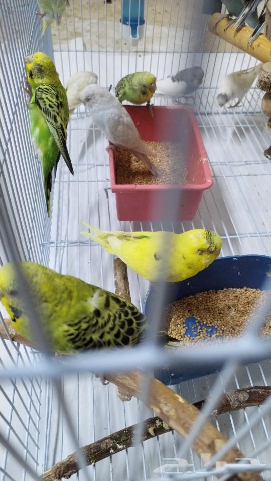 Lovebirds for sale, sold63256823857155112