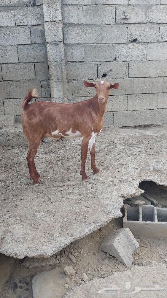 جفرة دافع للبيع تم البيع تم البيع63257344881794114