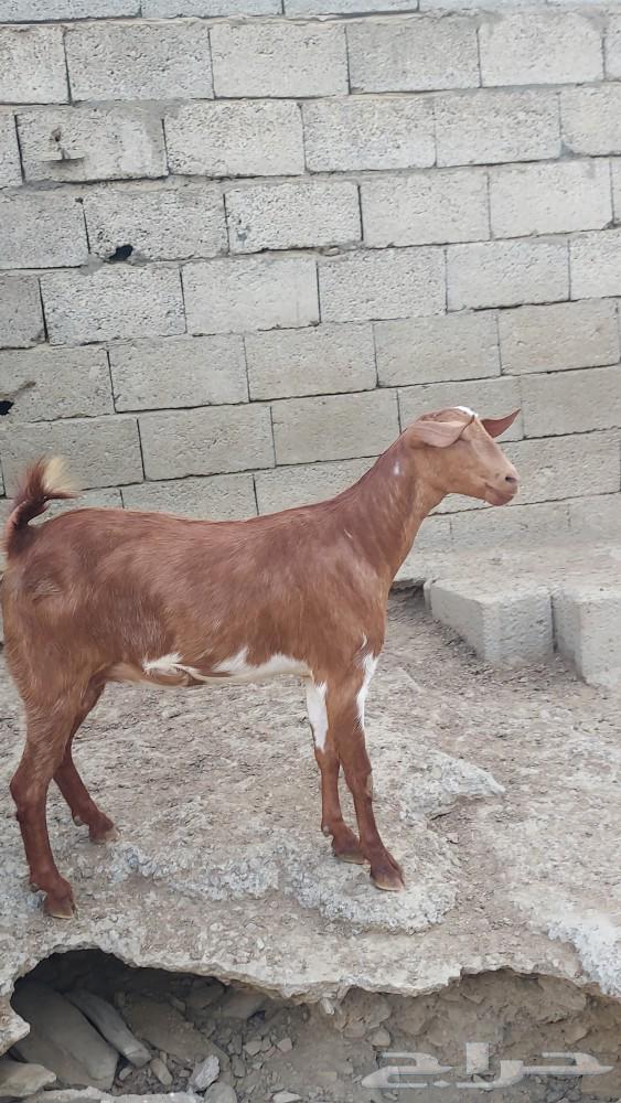 جفرة دافع للبيع تم البيع تم البيع63257344881794111