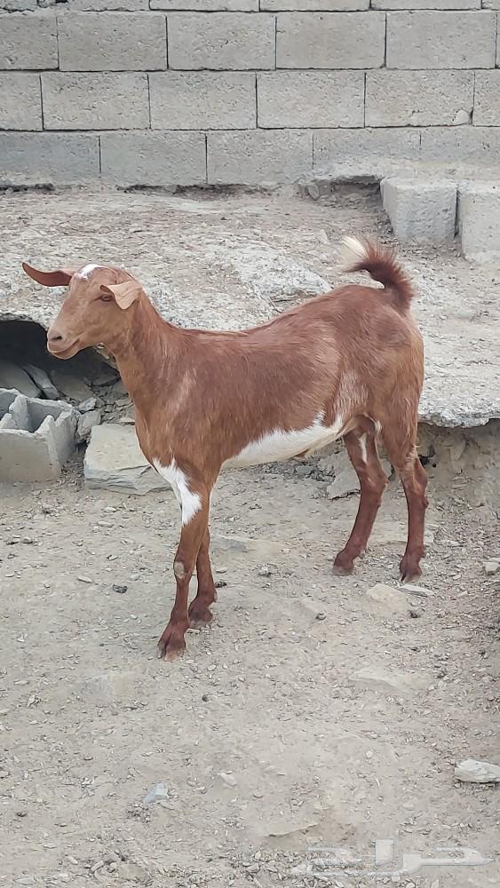 جفرة دافع للبيع تم البيع تم البيع63257344881794112