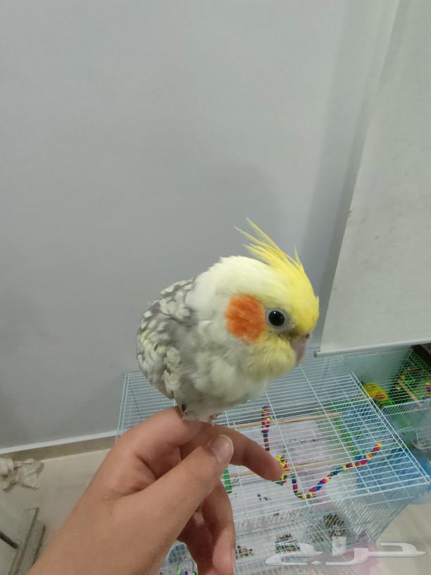For sale: parrot, canary, crow, or pet birds; crows are also available for exchange.63257879800066113