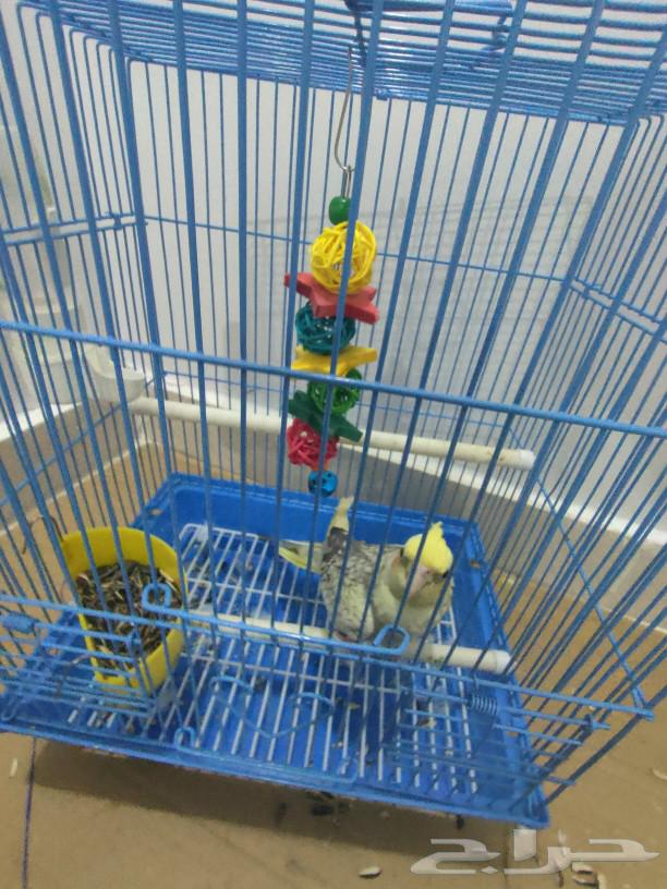 For sale: parrot, canary, crow, or pet birds; crows are also available for exchange.63257879800066114