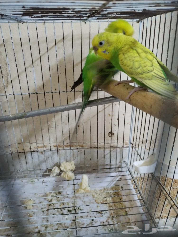 Lovebirds for sale, sold63256823857155115