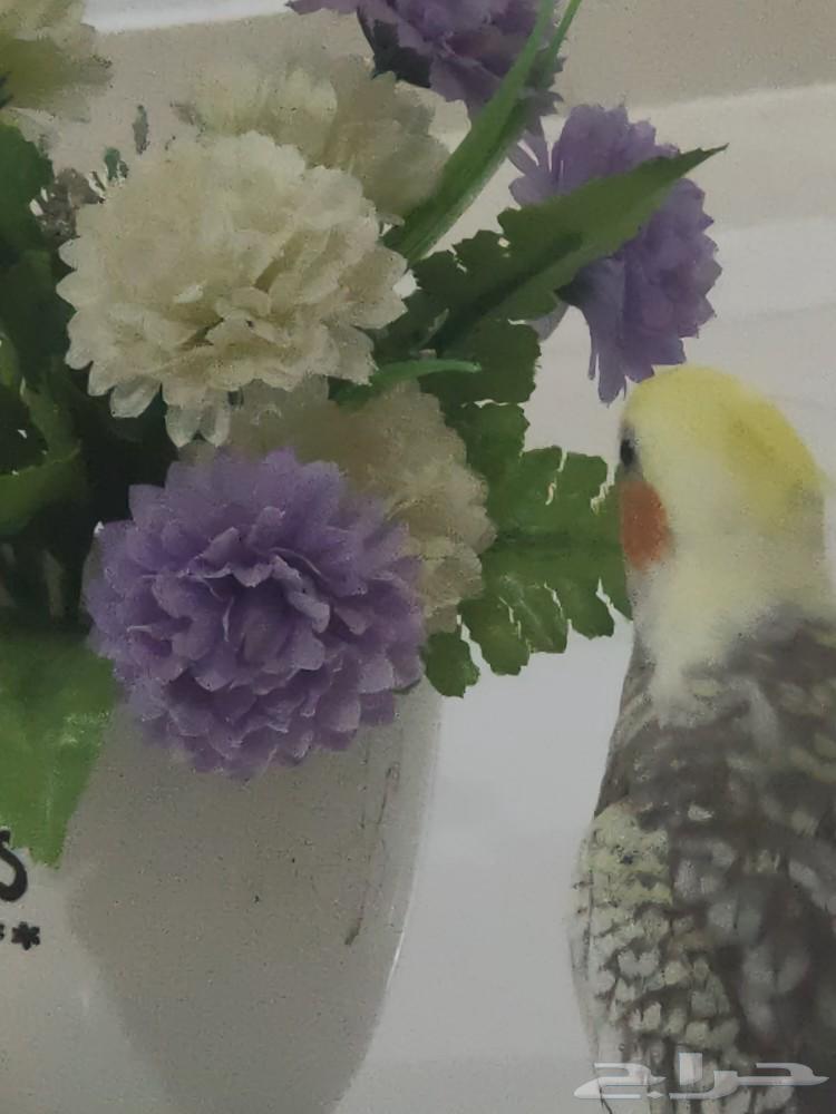 For sale: parrot, canary, crow, or pet birds; crows are also available for exchange.63257879800066112