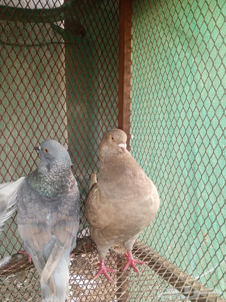 King and Shiraazi tube sizes63257348724609113